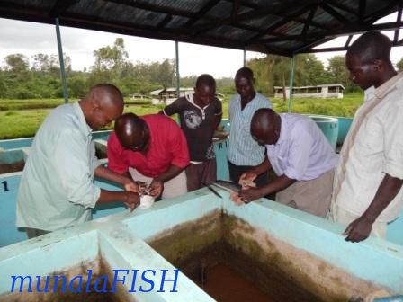 CATFISH PROPAGATION PRACTICAL