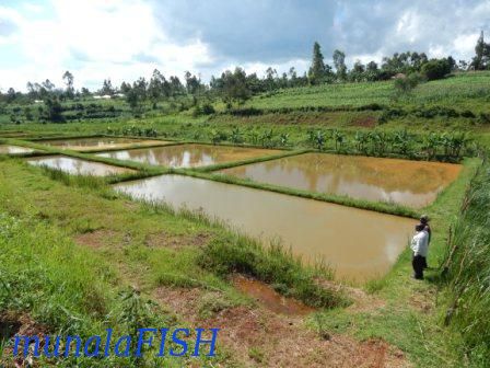 SMALL FISH FARM IN KENYA