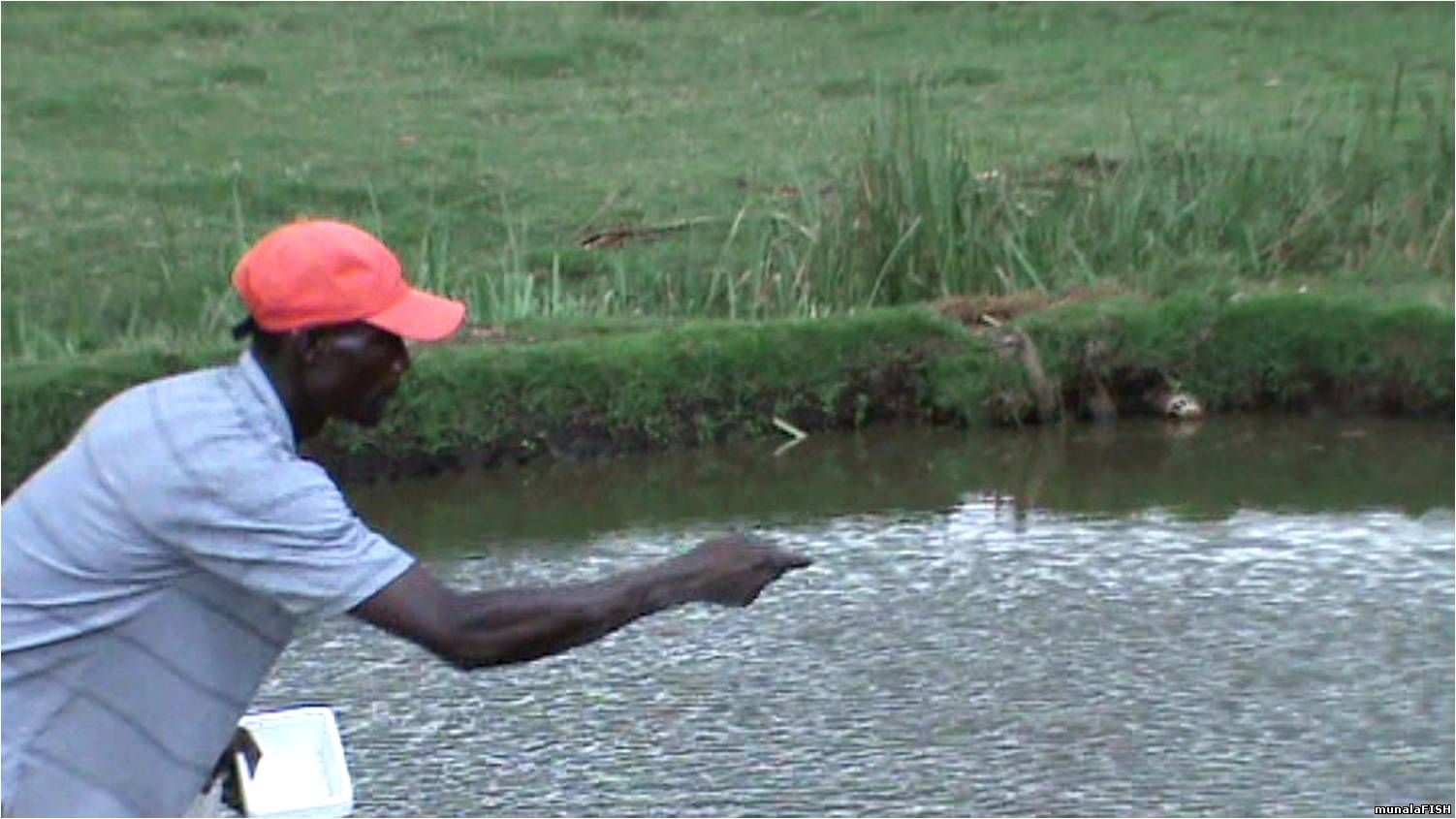 FEEDING FISH IN A POND